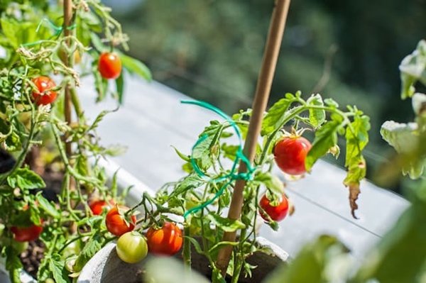 Comment réussir à cultiver des tomates savoureuses sur votre balcon ?