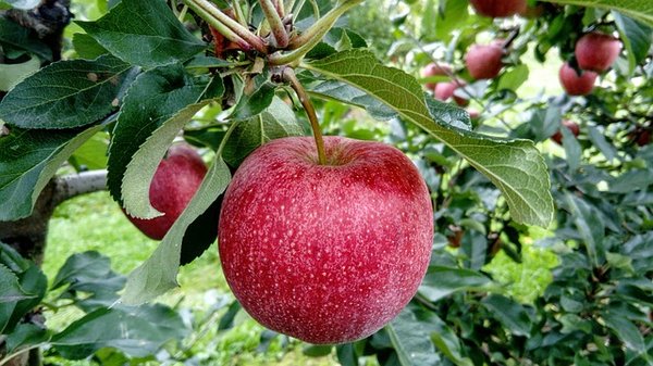 Quand et comment planter vos arbres fruitiers pour une récolte abondante ?